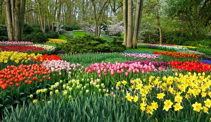 Visit The Keukenhof, The Largest Flower Garden In The World … intérieur Jardin De Keukenhof