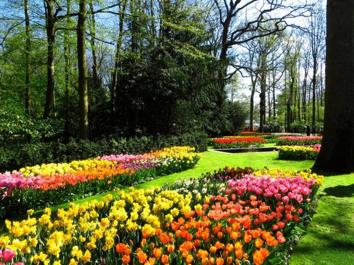 Visiter Le Jardin De Keukenhof Depuis Amsterdam Ce Printemps … avec Jardin De Keukenhof