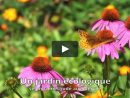 Visites De Jardins Écologiques On Vimeo avec Jardins Écologiques