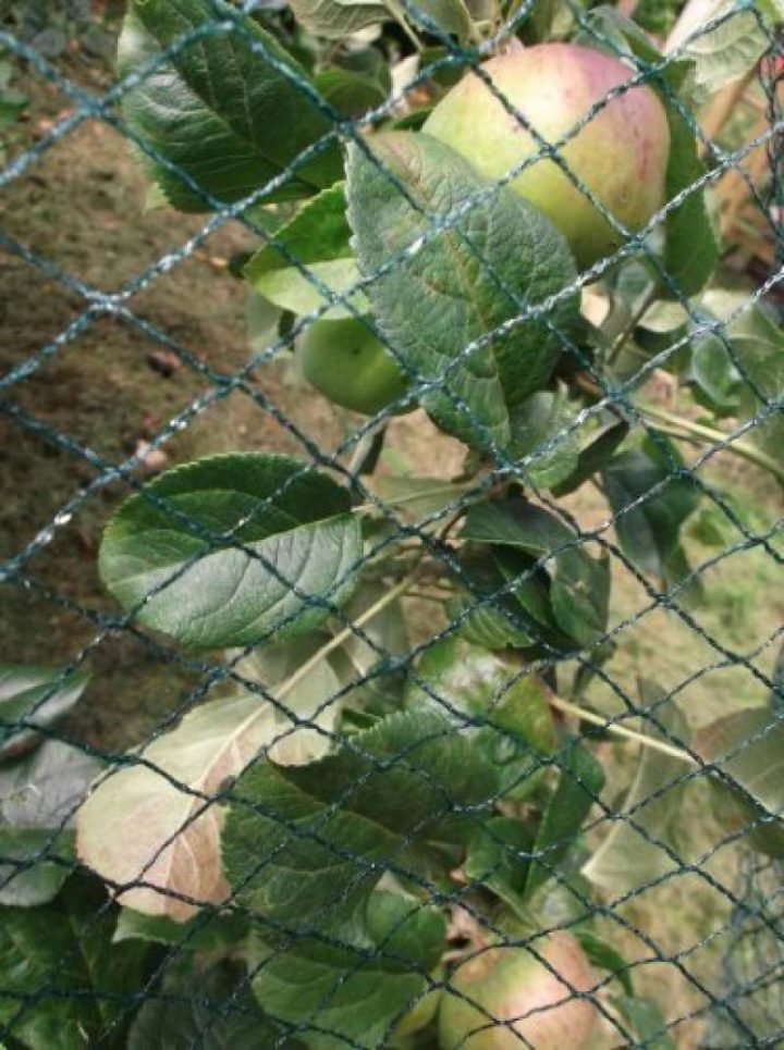 Xclou Filet À Oiseaux Protection Arbre Fruitier Filet De … tout Filet De Protection Jardin