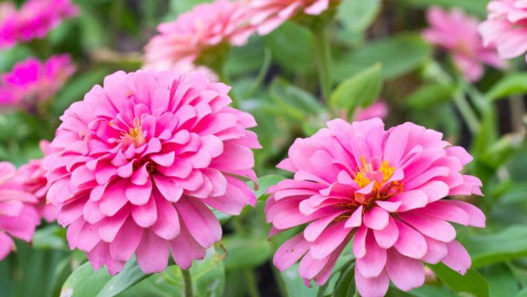 Zinnia : Culture, Semis Et Conseils D'entretien concernant Fleurs À Couper Au Jardin