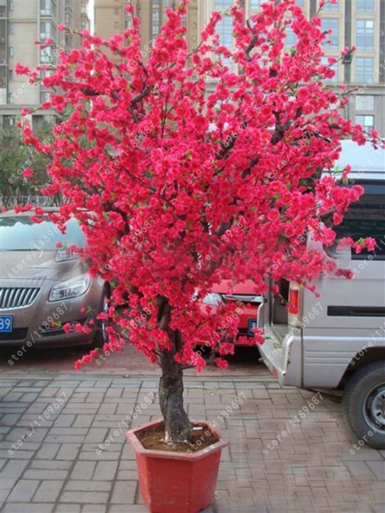 10 Pcs Rouge Japonais Cerise Fleurs Graines Cour Jardin … serapportantà Pot Rouge Jardin