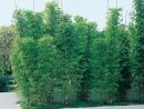Bambou 'fastuosa' - Bambou - Plante D'extérieur - Jardin ... à Abri Extérieur Pour Chat Jardiland