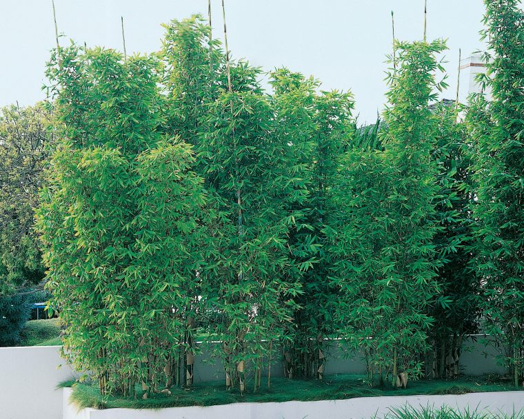 Bambou 'fastuosa' – Bambou – Plante D'extérieur – Jardin … à Abri Extérieur Pour Chat Jardiland