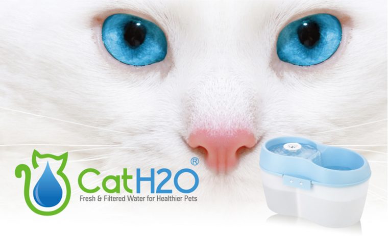 Cat H2O destiné Fontaine A Eau Chat Truffaut