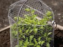 Chicken Wire Cloche Plant Protector, 3-In-1 | Gardeners ... intérieur Protection Grillage Jardin