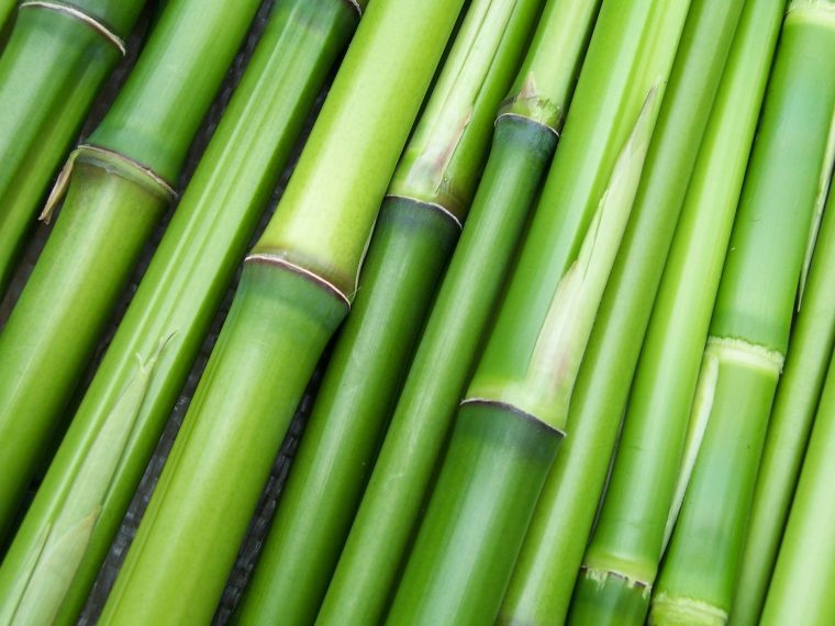 Comment Stopper La Propagation De Bambou ? – Blog Decoration … pour Comment Se Débarrasser Des Bambous