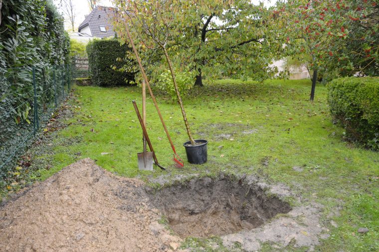 Conseils Jardinage : Planter Le Bon Arbre À La Bonne Place ! dedans Abonnement Mon Jardin Ma Maison