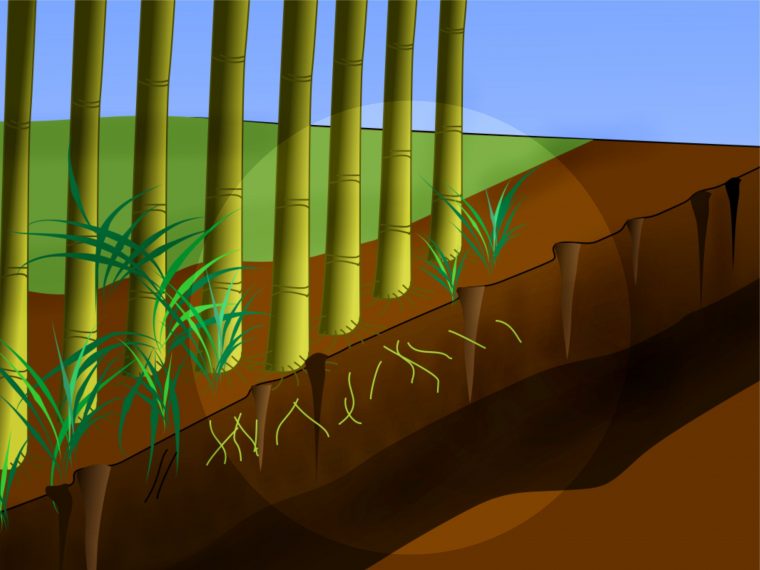 Éliminer Les Bambous | Bambous Jardin, Planter Bambou Et Bambou intérieur Comment Se Débarrasser Des Bambous