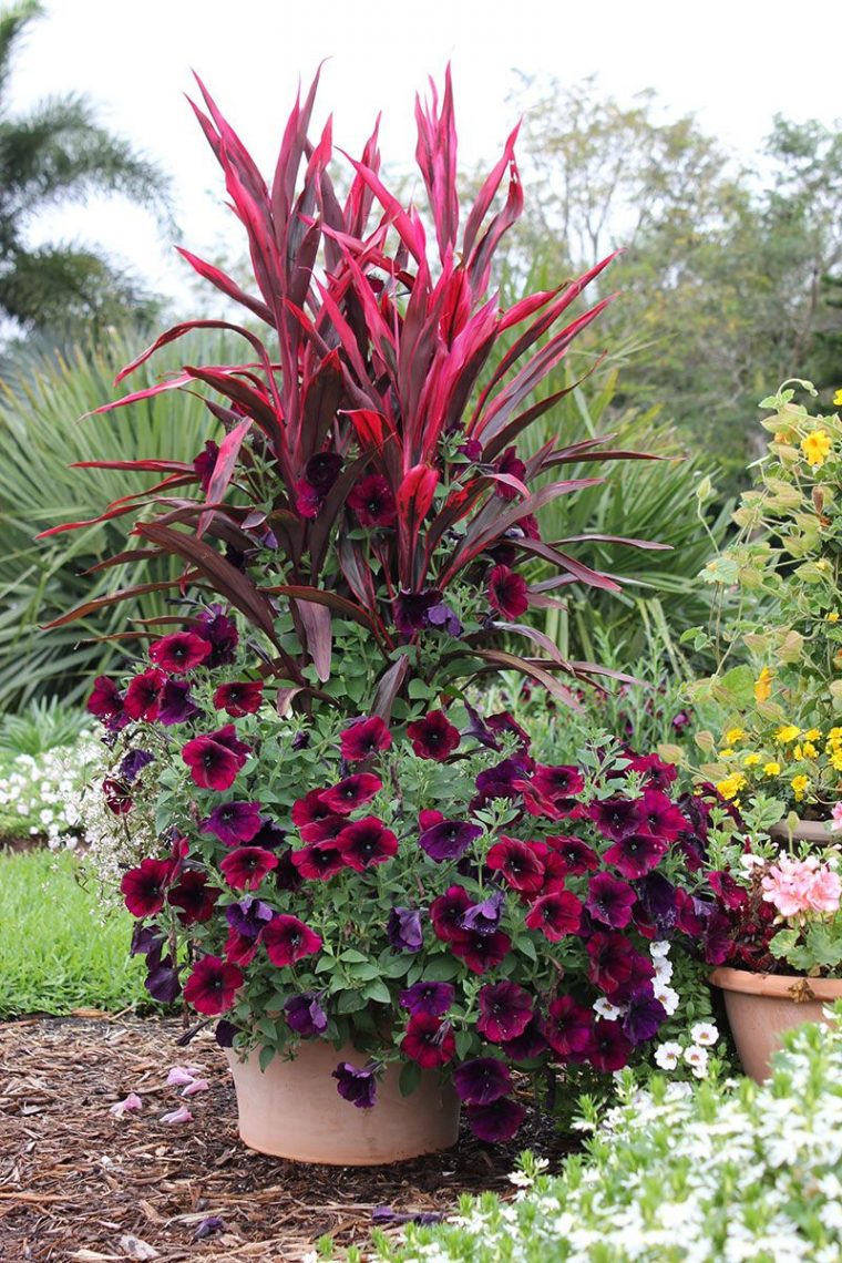 Fleurs Rouge Sombre | Jardin Anglais | Jardins, Pot Jardin … pour Pot Rouge Jardin