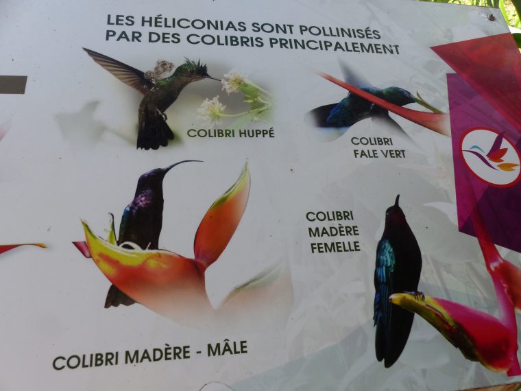 Les Principaux Colibris De Guadeloupe : Panneaux : Jardin … destiné Jardin Des Colibris Guadeloupe
