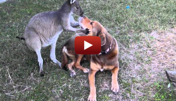 video kangourou chien