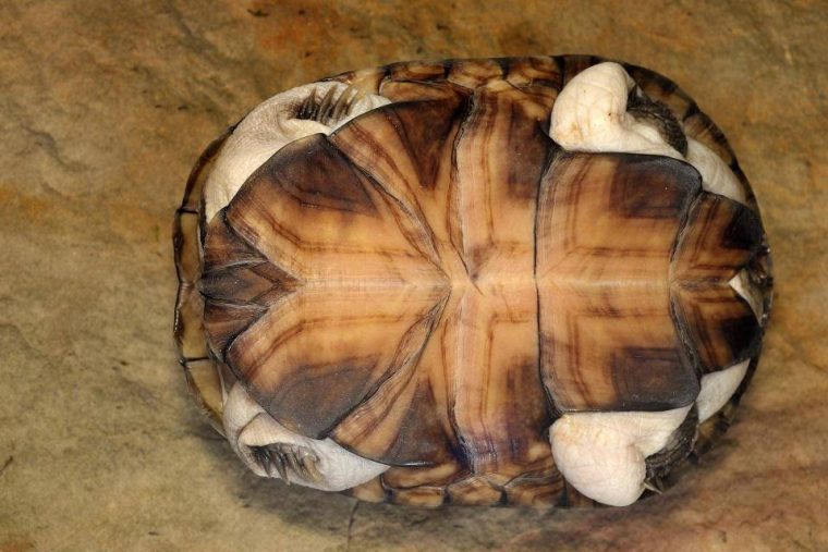tortue d’eau pelomedusa