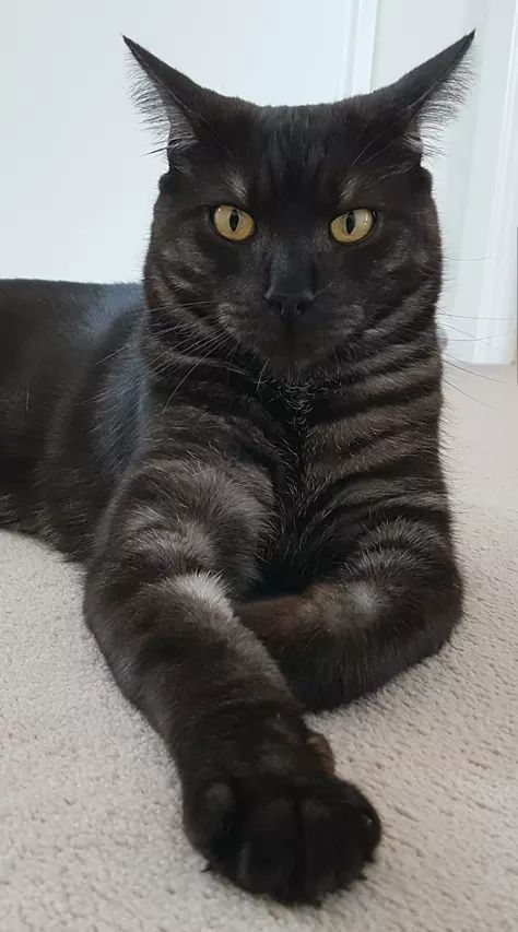 chat bengal noir