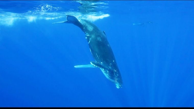 mobidic baleine film