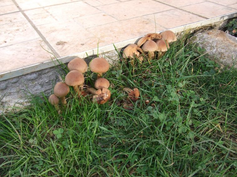 champignon de pelouse