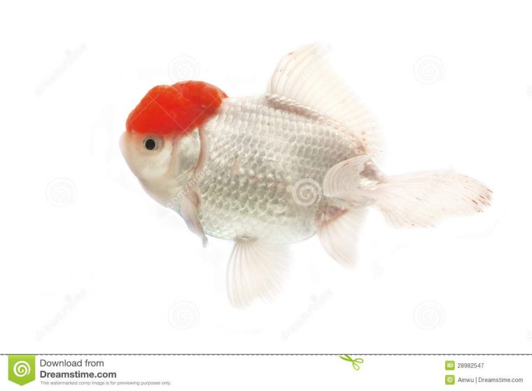 poisson rouge blanc