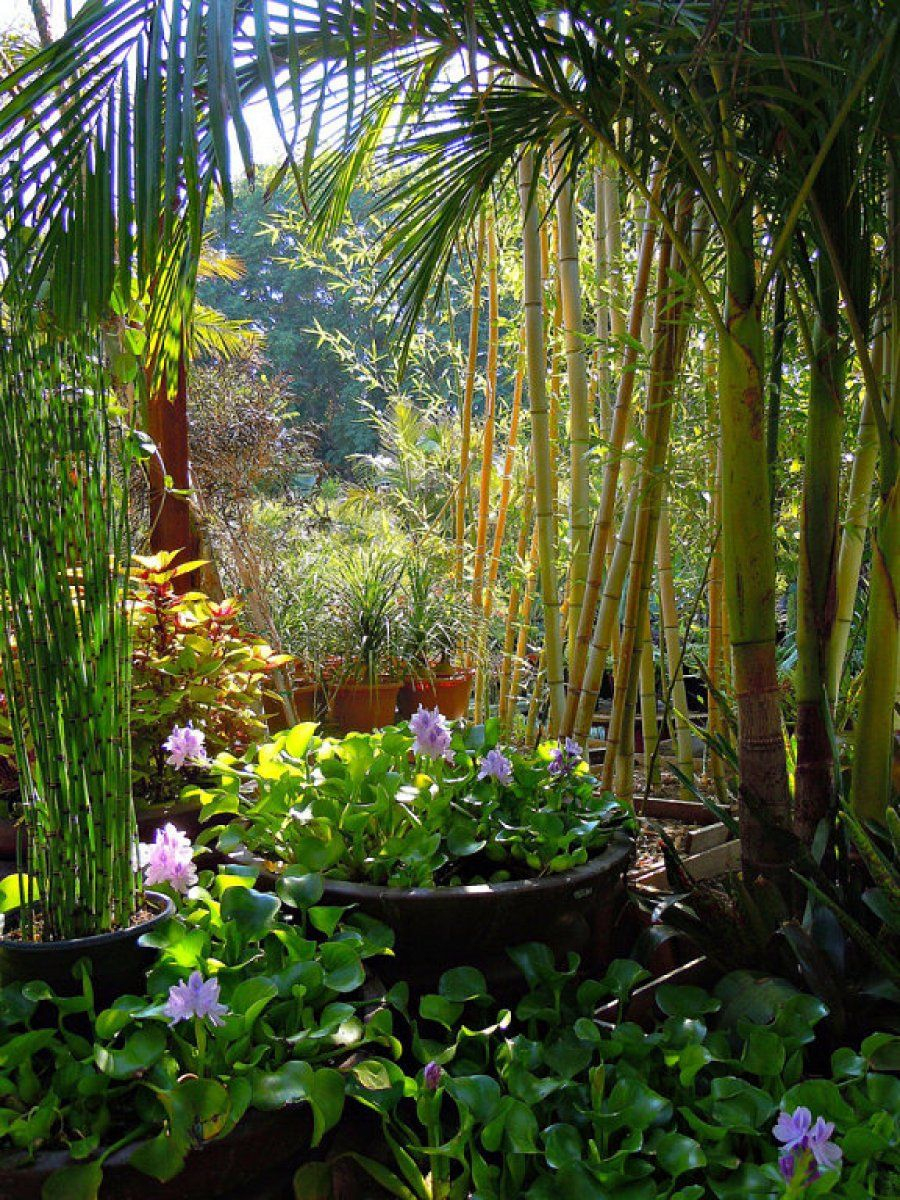 10 Tipos De Jardín Y Sus Características | Plantas tout Jardin Tropical Plantas