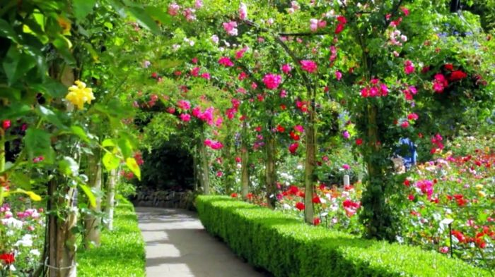 1001 + Ideas Sobre Diseño De Jardines Irresistibles Y ... serapportantà Arbustos Para Jardin Pequeño