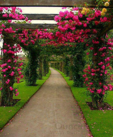 24 Ideas De Flor De Enredaderas | Enredaderas, Jardines … avec Enredaderas De Jardin