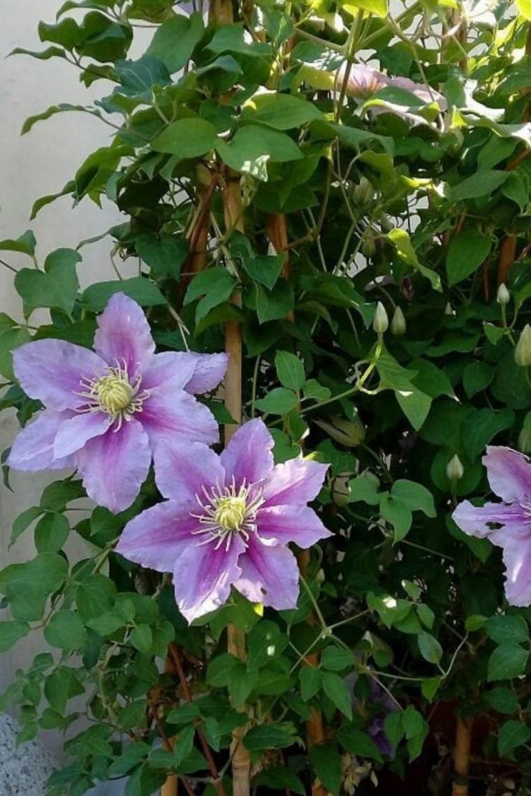 25 Plantas De Exterior Resistentes (Aptas Para Negados) encequiconcerne Flores Jardin Exterior