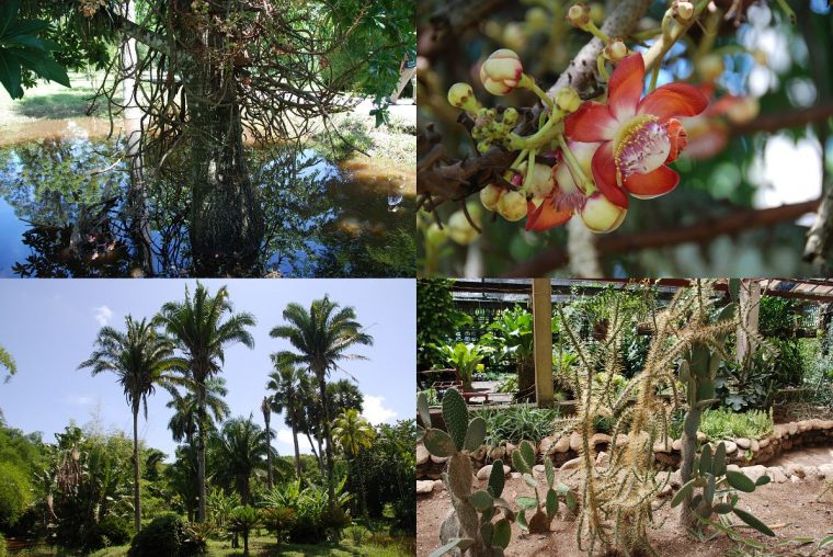 54 Cuba – Cienfuegos – Jardin Botanico – Cannibal Tree … tout Jardin Botanico Definicion