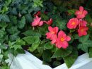 8 Plantas Para Las Zonas De Sombra De Tu Jardín serapportantà Flores De Verano Para Jardin