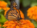 Abren En Reynosa Jardín Polinizador Para Preservación De ... serapportantà Jardin De Mariposas