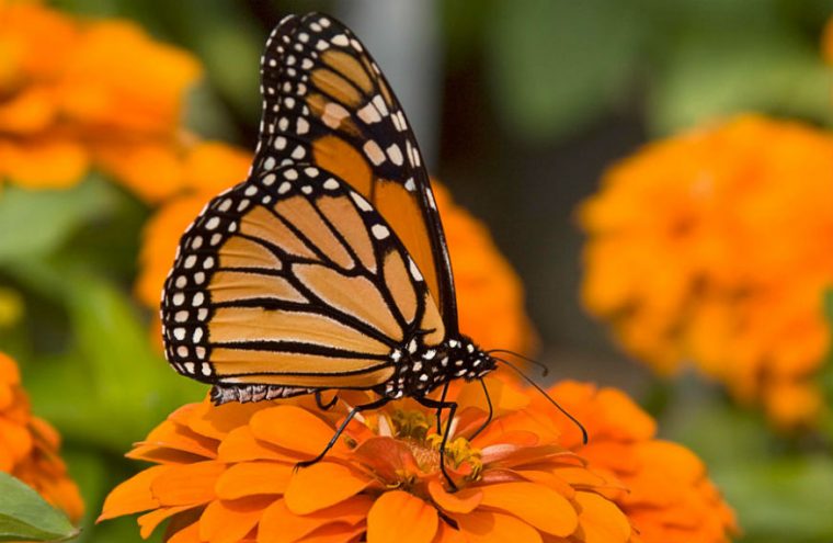 Abren En Reynosa Jardín Polinizador Para Preservación De … serapportantà Jardin De Mariposas