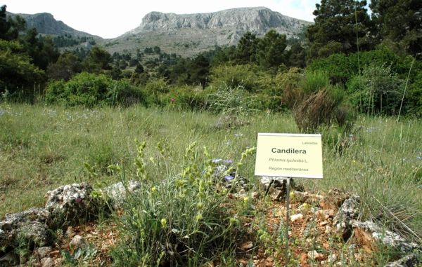Almería Conecta A Los Escolares Con El Patrimonio Vegetal … destiné Jardin Botanico Rodalquilar
