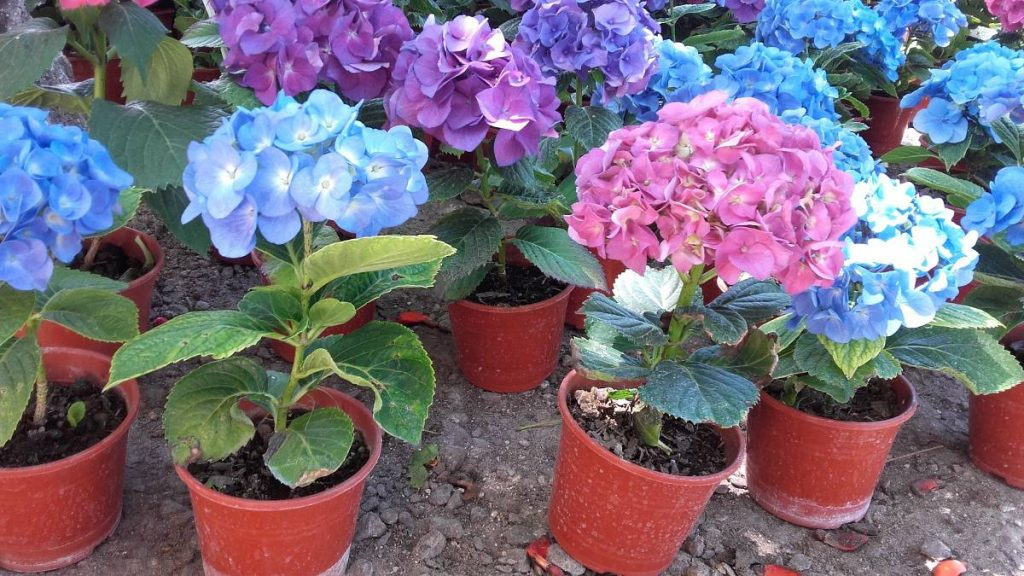Aprende A Cultivar Hortensias Para Disfrutar De Sus Flores avec Cuidado De Las Hortensias En Jardin