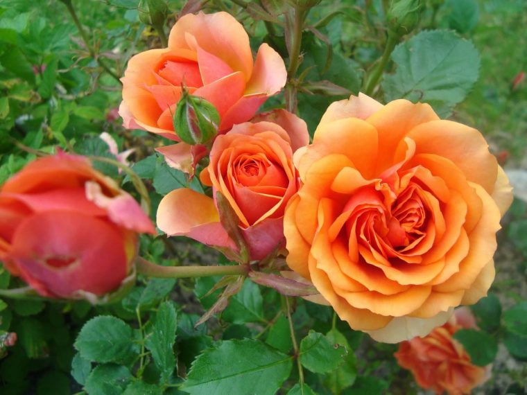 Aprende A Cultivar Rosas En Jardines Y Macetas. Plantas … dedans Variedades De Flores Para Jardin