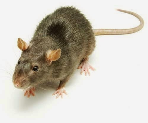 Aprende A Evitar, Controlar Y Eliminar Plagas En Tu Hogar … à Como Eliminar Ratas En El Jardin