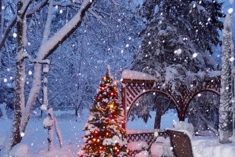 Árbol De Navidad Iluminado En Un Jardín Cubierto De Nieve … à Formigal Jardin De Nieve
