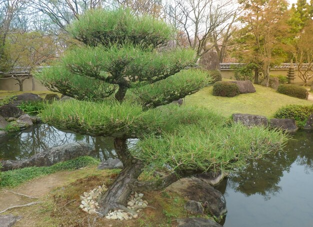 Árboles Bonsai En Un Jardín De Estilo Japonés. | Foto Premium dedans Jardines De Bonsais