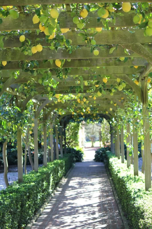 Árboles Frutales En El Diseño Del Jardín | El Blog Del … dedans Folladas En El Jardin