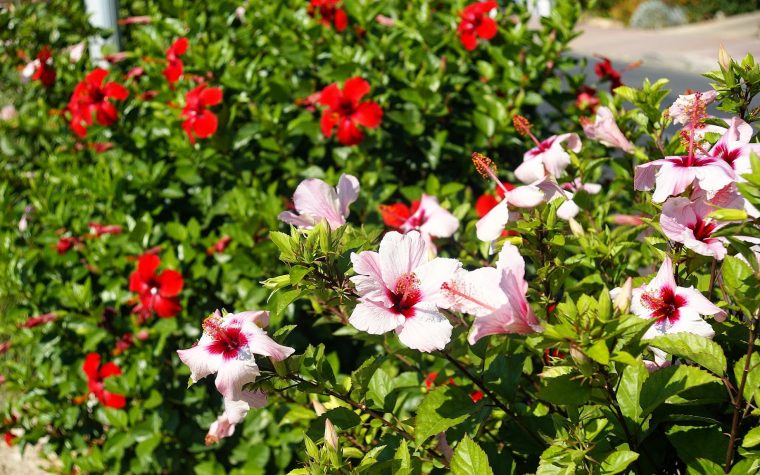 Arbustos Con Flores Para Jardines Ornamentales | Verde Jardín avec Plantas De Jardin Con Flores