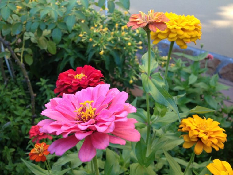 Arte Y Jardinería Agrocultura Sostenible: Flores Y Plantas … tout Tipo De Plantas Para Jardin