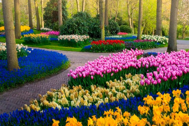 Así Es Como Se Ven 7 Millones De Tulipanes En El Jardín … à Jardines De Holanda