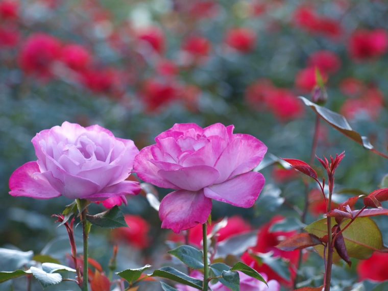 Banco De Imágenes: Rosas De Color Rosa - Valga La Rebuznancia tout Flores De Jardin Fotos