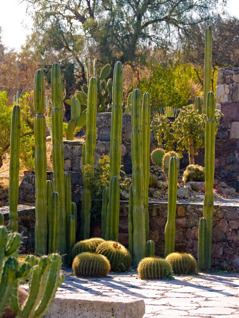 Beautiful Cactus Garden | The Wonderful Cactus Garden At … avec Jardin De Cactus En Casa