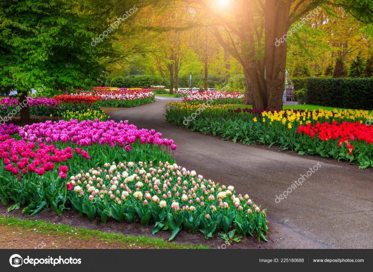 Beautiful Spring Landscape Fabulous Keukenhof Garden … dedans Jardines De Keukenhof