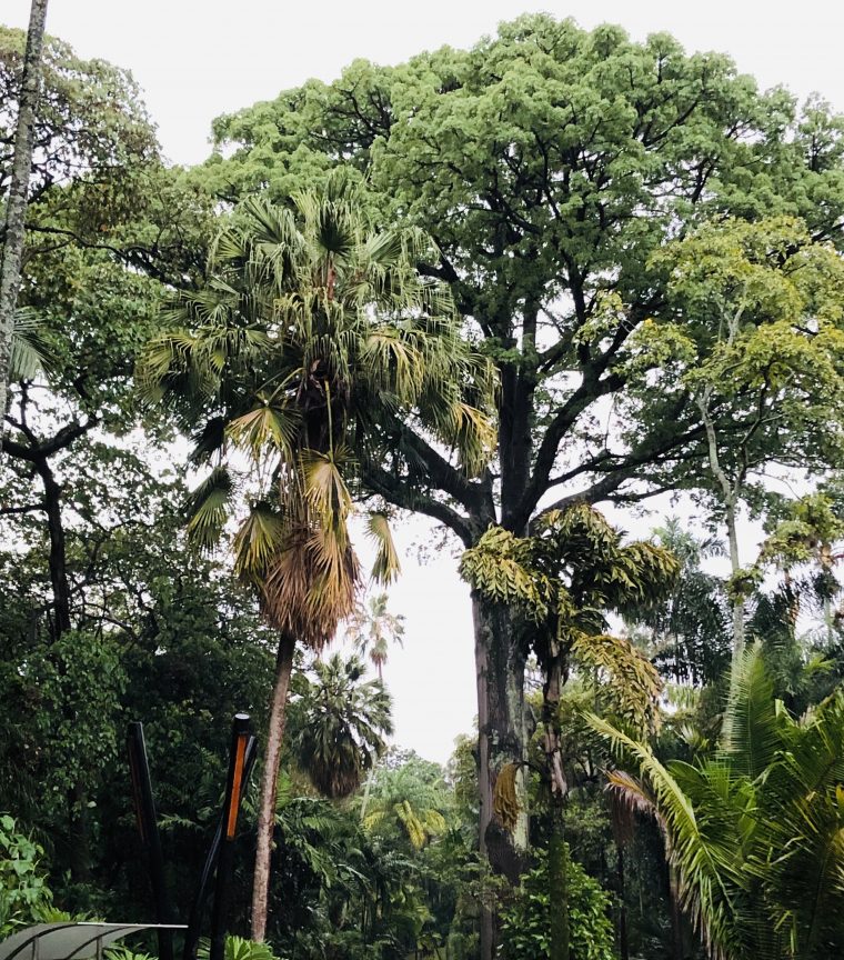Botanic Garden Of Medellin – Trip To The Jardín Botánico … destiné Jardin Botanico Cartagena
