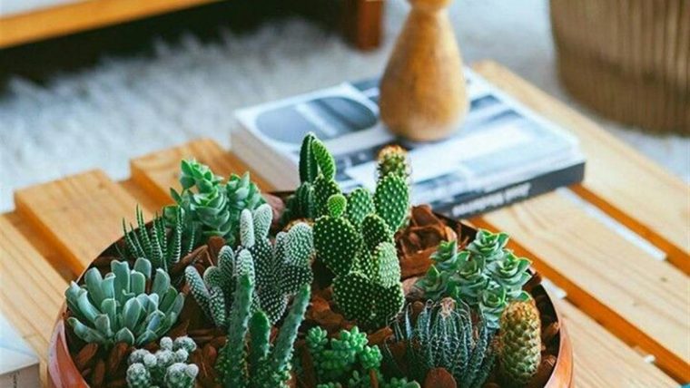 Cactus: Cómo Decorar Con Su Versión Más Mini tout Jardin De Cactus En Casa