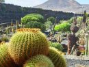 Cactus Garden Jardin De Cactus In Lanzarote Island Stock ... destiné Jardines Con Cactus