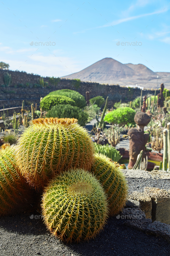 Cactus Garden Jardin De Cactus In Lanzarote Island Stock … destiné Jardines Con Cactus