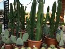 Cactus | Jardín De Cactus, Cultivo De Suculentas, Cactus Y ... concernant Jardines De Cactus Y Suculentas