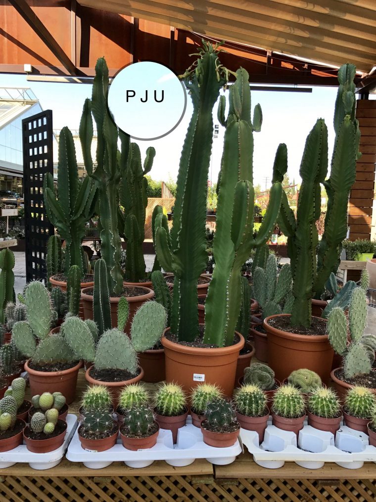 Cactus | Jardín De Cactus, Cultivo De Suculentas, Cactus Y … concernant Jardines De Cactus Y Suculentas