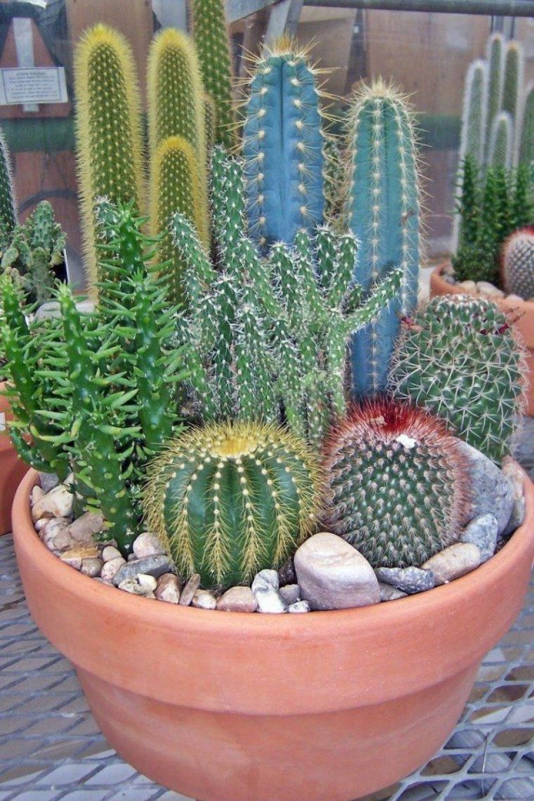 Cactus | Plantas serapportantà Jardin De Cactus Miniatura