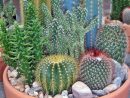 Cactus | Plantas tout Jardines Con Cactus
